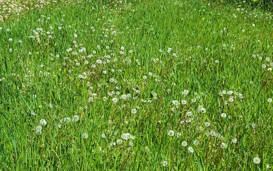 Dandelions blowballs blooming at meadow