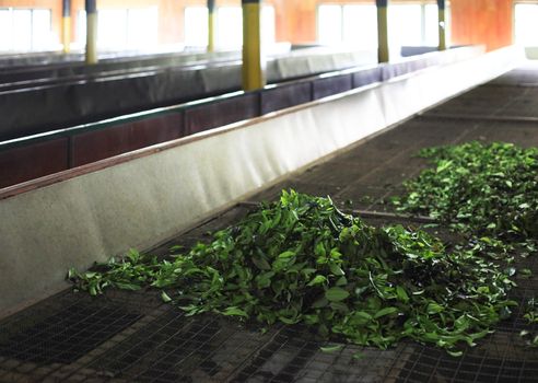 Ceylon Tea Factory on Sri Lanka