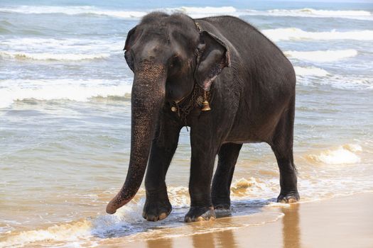 Indian elephant on the ocean shore