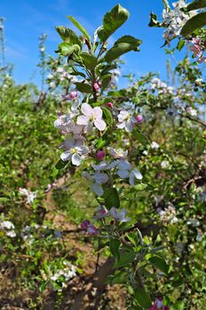 Apple blooming flovers in orchard at spring time