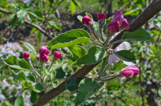 Apple blooming flovers in orchard at spring time