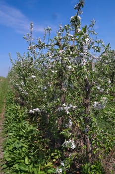 Apple trees in orchard blooming at spring time