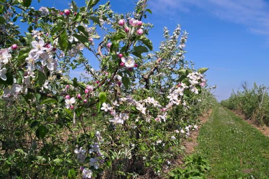 Apple trees in orchard blooming at spring time