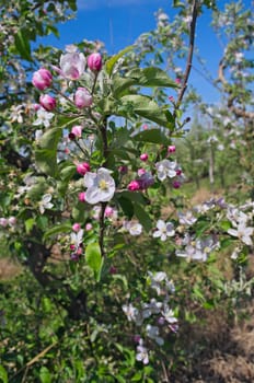 Apple tree full of blooming flowers