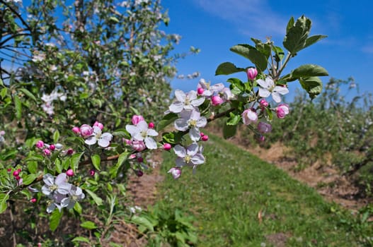 Apple blooming flowers in orchard at spring time