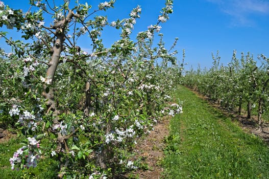 Apple trees in orchard blooming at spring time