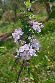 Apple blooming flowers in orchard at spring time