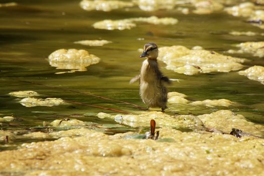 Small Duckling in a big pond