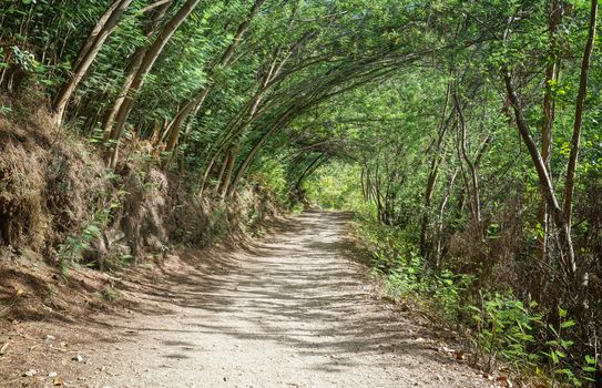 Pilgrim trail between Caldas de Reis and Padron on the Camino de Santiago trail, Galicia, Spain