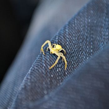 Small spider on jeans