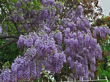 Tree with purple flowers in park