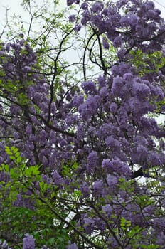 Tree blooming with purple flowers