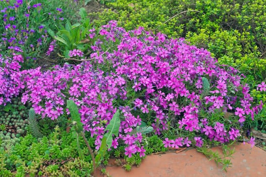 Pink flowers blooming in garden during spring