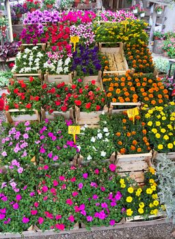 Abundance of blooming plants on display in flower shop