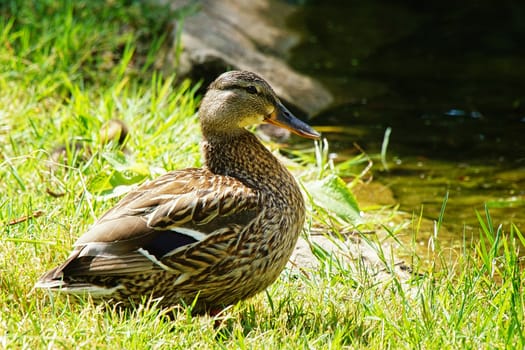 Mallard (Anas platyrhynchos), Eifel, Germany