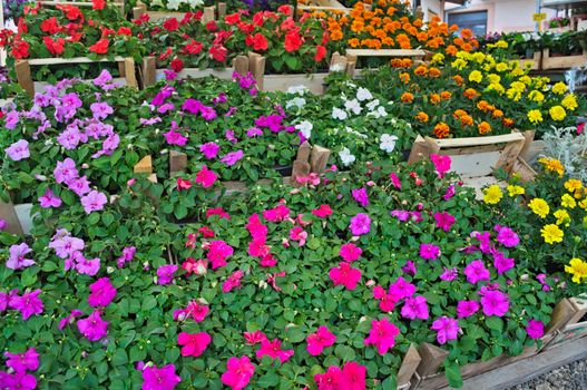 Abundance of blooming plants on display in flower shop