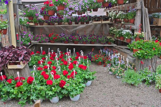 Abundance of blooming plants on display in flower shop