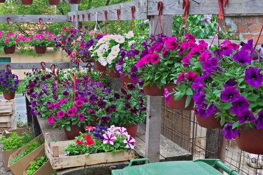 Abundance of blooming plants on display in flower shop