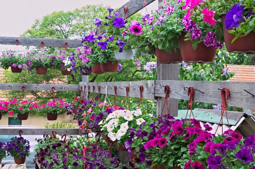 Abundance of blooming plants on display in flower shop