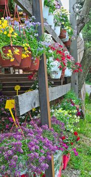 Abundance of blooming plants on display in flower shop