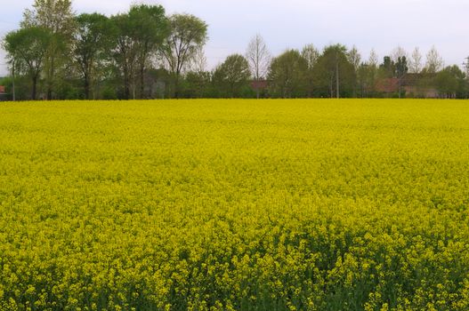 Canola field blossoming with yellow flowers