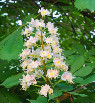 Chestnut blooming white flowers