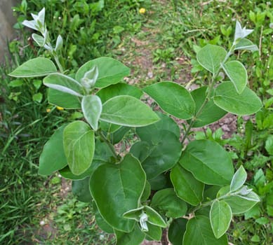 Young quince tree growing at spring