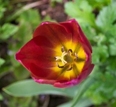 Tulip flower closeup