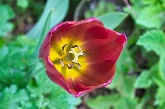 Tulip flower closeup