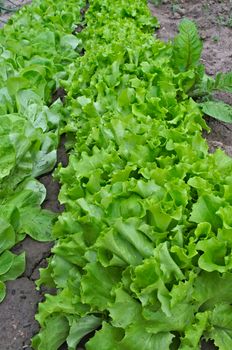 Rows of lettuce growing in garden