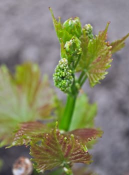 Grapevine starting to grow small grapes