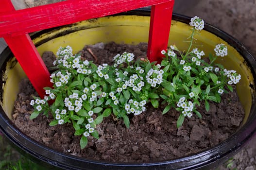 Flowerbed made out of barrel, with small white flowers