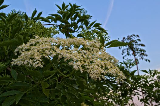 Elder flowers close up