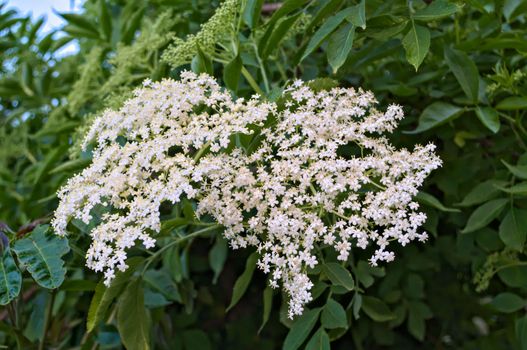 Elder flowers close up