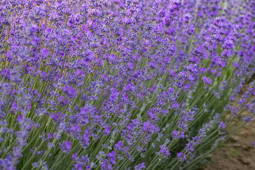 Beauty lavender flowers plants close up for background