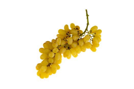 fresh, amber yellow grapes isolated on white background