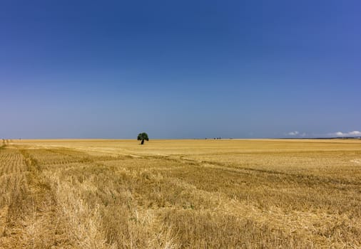 AAlone tree in yellow harvest field. Day view