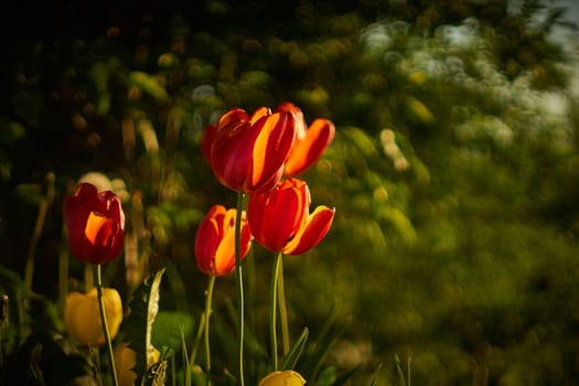 Tulips flowers spring bloom in the garden