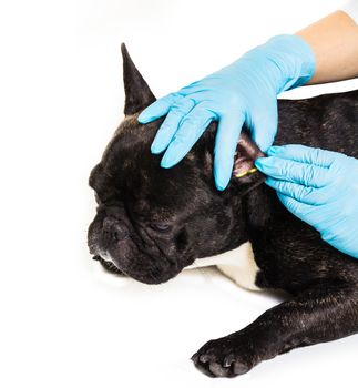 Veterinary clinic with a French bulldog making a cleaning ears