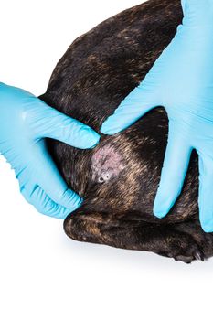 Hands vet in gloves and bald skin of a dog close-up