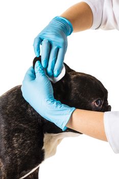 Veterinary clinic with a French bulldog making a cleaning ears