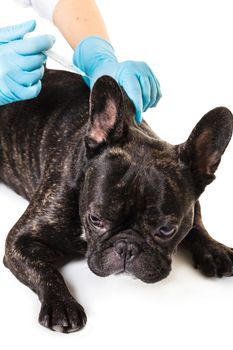 Veterinarian vaccinating dog on white background, closeup