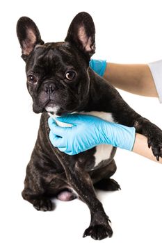 French bulldog dog in the hands of a veterinarian,white background