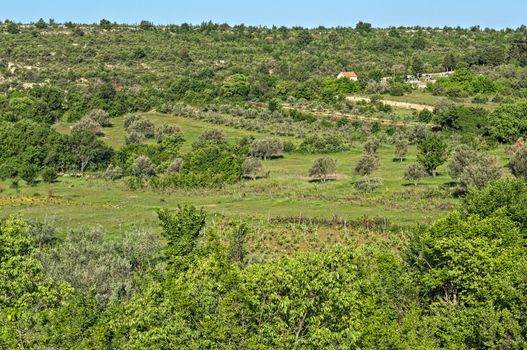 View on valley with olive trees, Dalmatia landscape