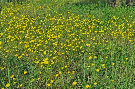 Wild plants blooming with yellow flowers at meadow