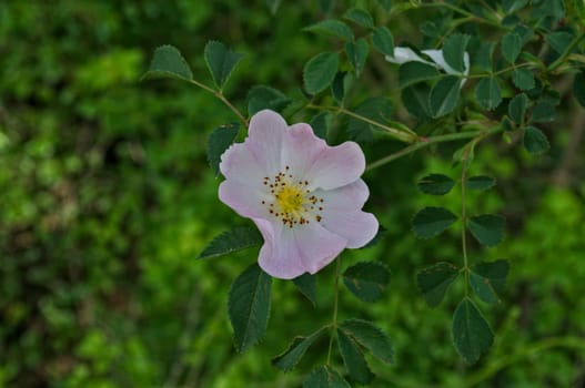 Beautiful wild bush flower