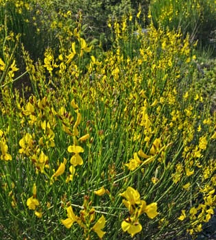 Wild plants blooming with yellow flowers at meadow