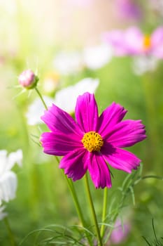 The background image of the colorful flowers, background nature