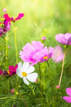 The background image of the colorful flowers, background nature