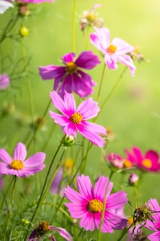 The background image of the colorful flowers, background nature